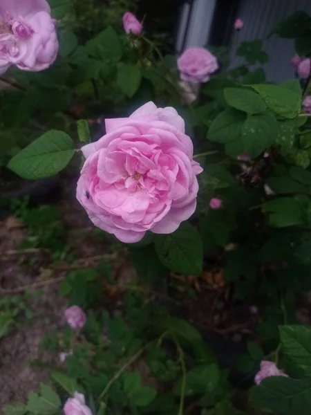 Красива Троянда Цвіте — стокове фото