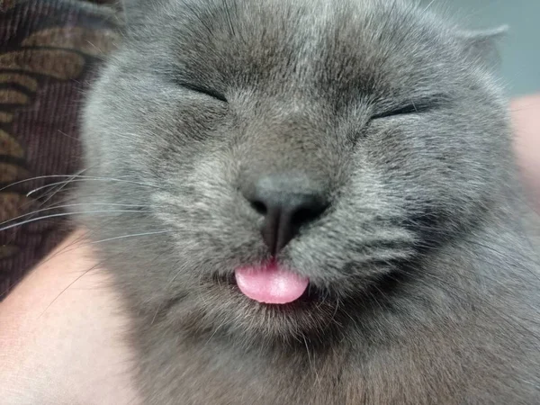 一只灰色的猫露出舌头 — 图库照片
