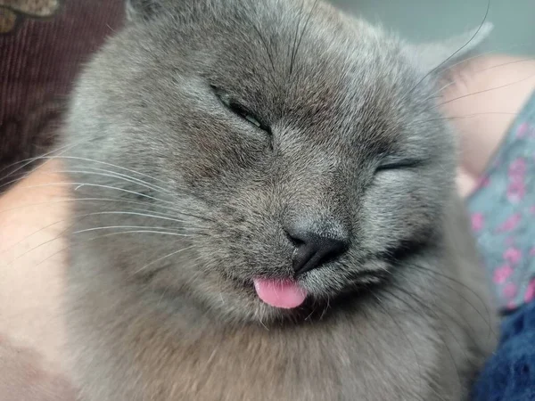 一只灰色的猫露出舌头 — 图库照片