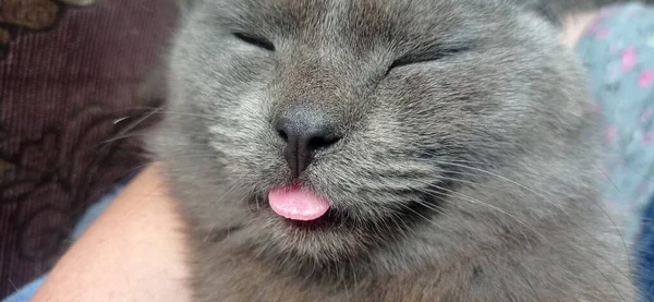 Gri Bir Kedi Dilini Gösteriyor — Stok fotoğraf