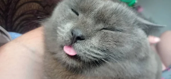 Gray Cat Shows Its Tongue — Stock Photo, Image