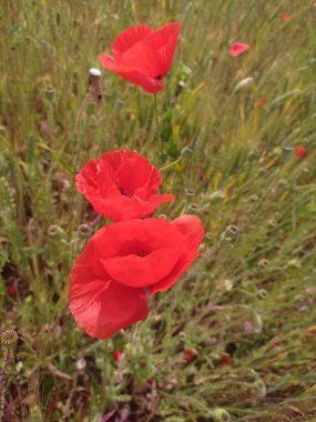 Kırmızı haşhaş tarlası, yakın plan.