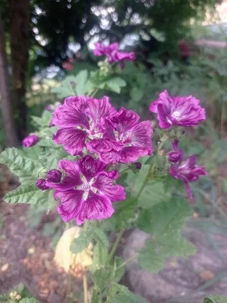 Fioletowy Kwiat Ogrodzie — Zdjęcie stockowe
