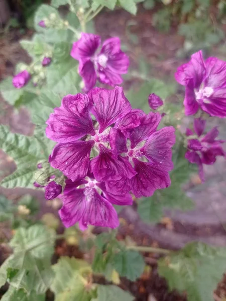 Μωβ Λουλούδι Στον Κήπο — Φωτογραφία Αρχείου