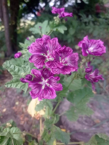 Fleur Violette Dans Jardin — Photo