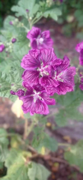 Fioletowy Kwiat Ogrodzie — Zdjęcie stockowe