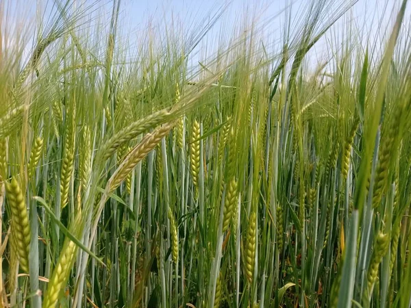 Молодая Пшеница Ячмень Растет Поле — стоковое фото