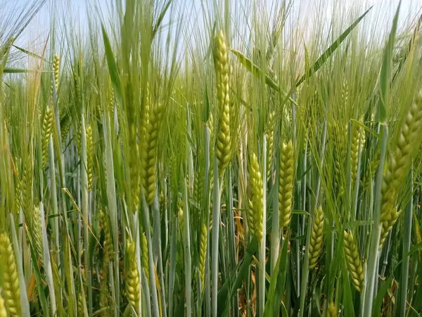 Молодая Пшеница Ячмень Растет Поле — стоковое фото