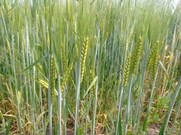 Junger Weizen Gerste Wächst Auf Den Feldern — Stockfoto