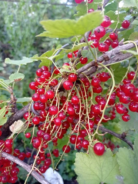 灌木上的红醋栗 — 图库照片