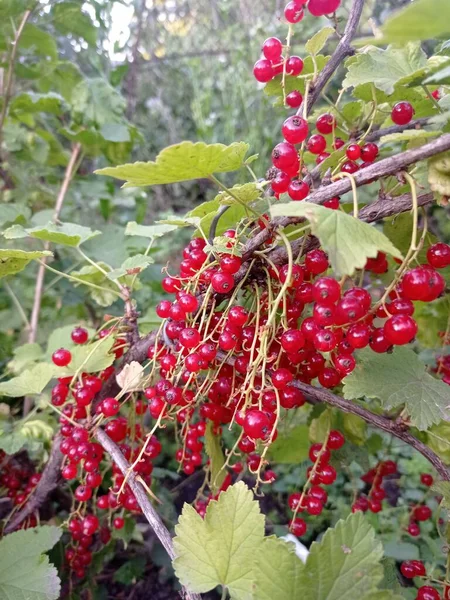Red Currant Bush — Stock Photo, Image