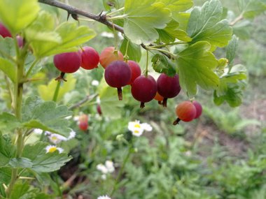Çalılar üzerinde olgun bektaşi üzümleri