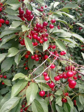 Olgun kiraz ağaçta