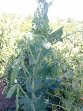 Bahçedeki yeşil bezelyeler