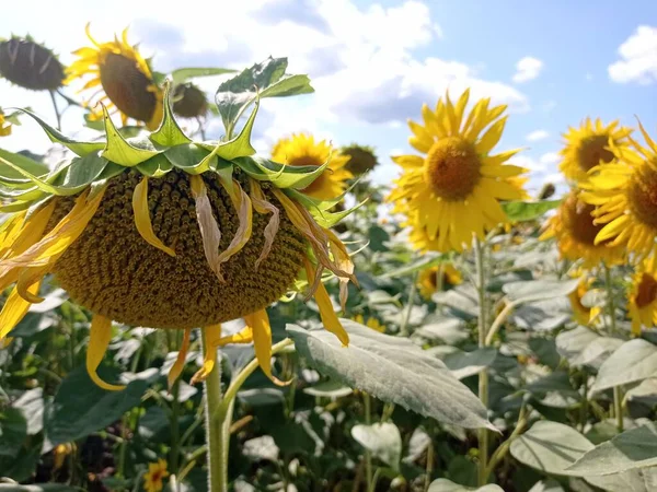 Sonnenblumen Einem Sonnenblumenfeld Der Provence — Stockfoto