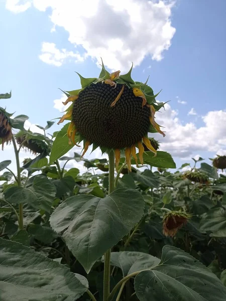 Sonnenblumen Einem Sonnenblumenfeld Der Provence — Stockfoto