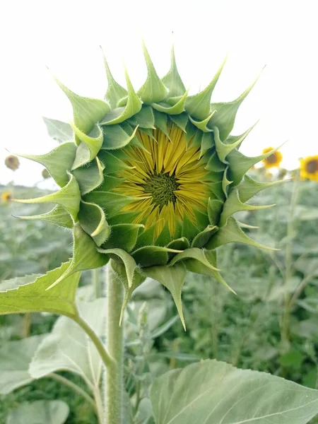 証明された太陽の花畑の日光の花 — ストック写真