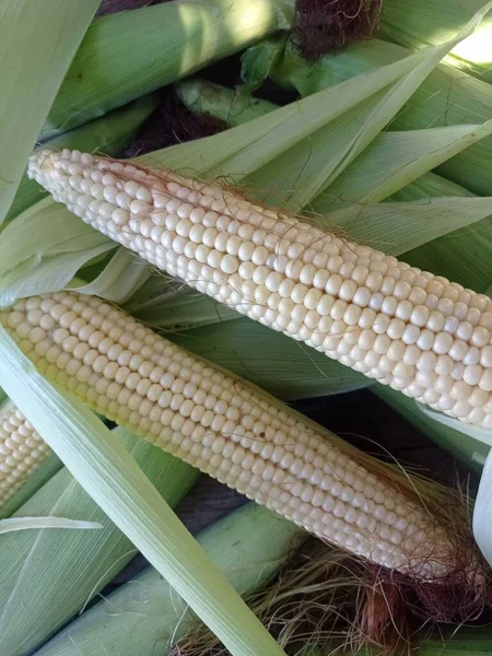 Fragment Three Shredded Corn Close Ups — Stock Photo, Image