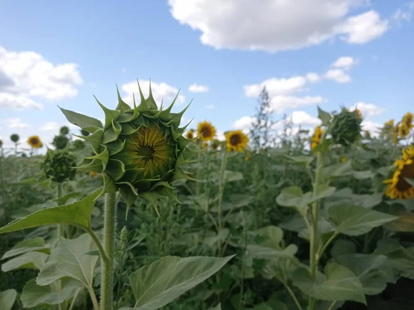 Sonnenblume Wächst Auf Dem Feld — Stockfoto