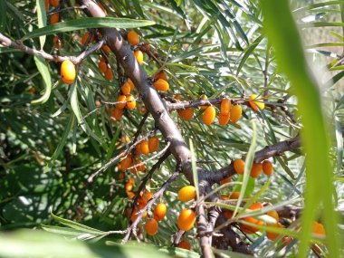 Ağacın üzerindeki deniz dikenli meyveler.