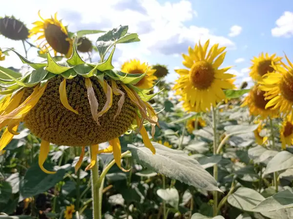 Sonnenblume Wächst Auf Dem Feld — Stockfoto