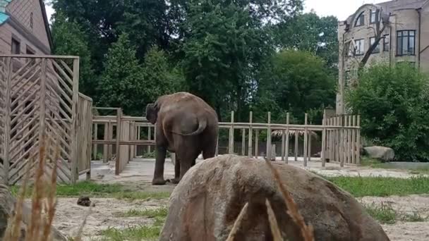 Kijowskie Zoo Zoo Ukrainie Wideo — Wideo stockowe