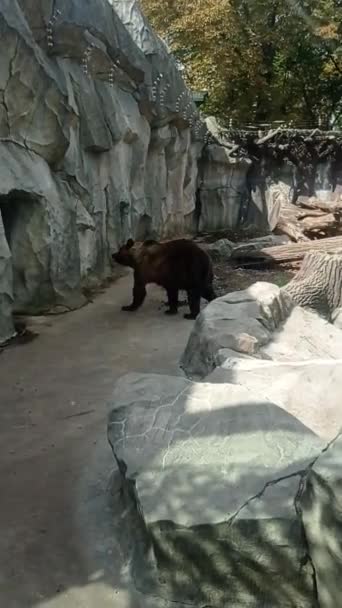 Kiev Zoo Zoo Ukraina Video — Stockvideo
