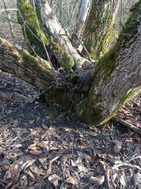 Ormanda mantar topluyorum.