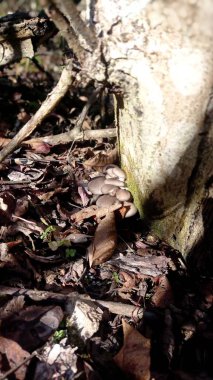 Ormanda mantar topluyorum.