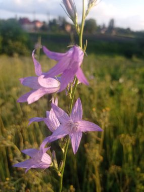 Farklı türlerden güzel yabani çiçekler.