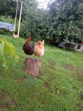 evcil hayvanlar, tavuklar ve bir horoz