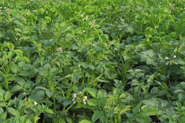 Patates tarlası, yeşil bitkiler ve bitkiler güneşli bir günde bir bahçede.