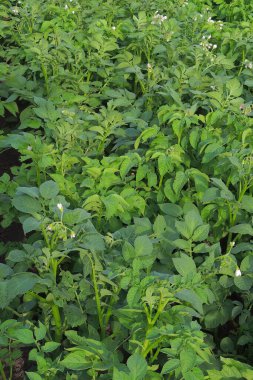 Bahçedeki güzel çiçekler