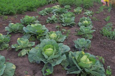 Bahçedeki lahana tarlası