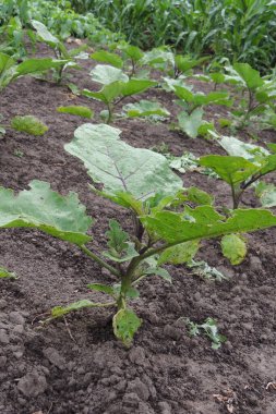 Bahçe tesisinde salatalık