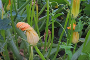 Bahçede kabak çiçeği