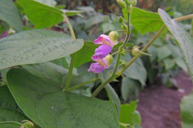 Bahçedeki güzel çiçekler