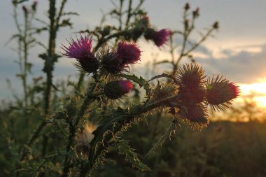 Tarladaki güzel çiçekler