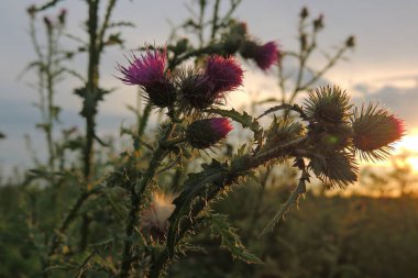 Bahçedeki güzel çiçekler