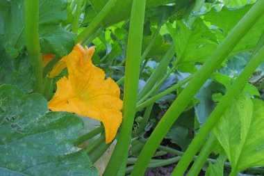 Güzel botanik fotoğrafı, doğal duvar kağıdı.