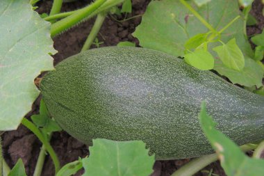 yeşil yapraklı yeşil balkabağı