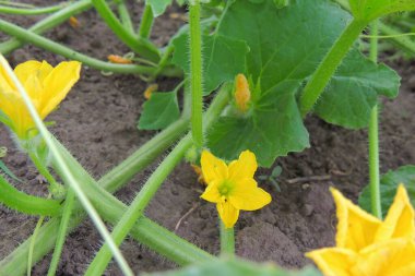 Bahçedeki sarı çiçek