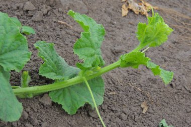 Toprakta büyüyen genç yeşil salatalıklara yakın..