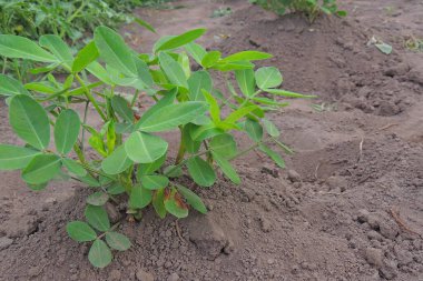 Bahçedeki yeşil bitki