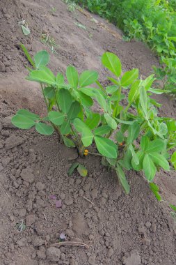 Patates tarlada yetişiyor.