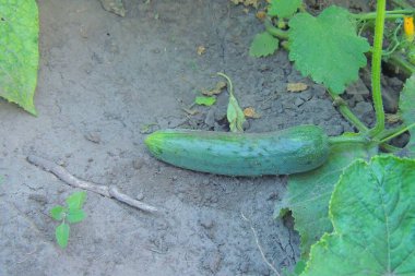 Yerde salatalık ve salatalık var.