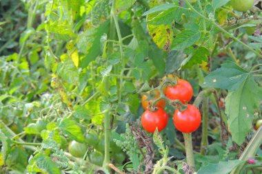 Ağaçtaki domatesler