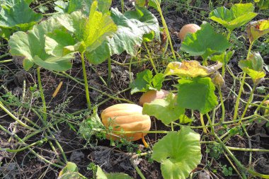 dal olgun sarı elmalar