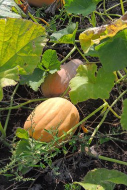 Bahçede olgun sarı balkabakları.