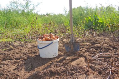 Bahçedeki patatesler. Patatesler bahçede yıkanır. Yerdeki patatesler. Patatesler kovada. Patates hazır.